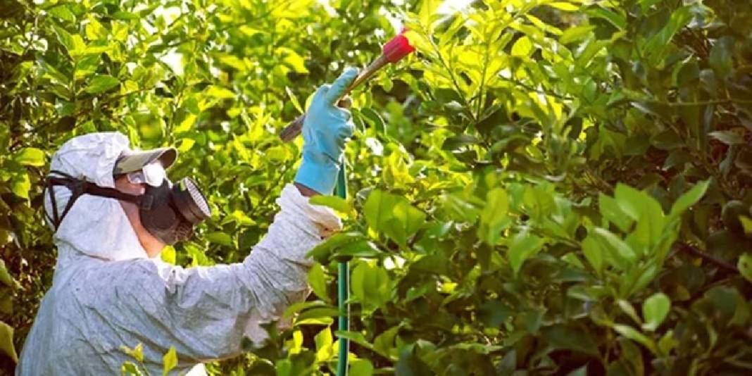 Sirke ve karbonat bile yetersiz kalıyor! Pestisiti kökünden temizleyen en etkili yöntem: Etkisi uzmanlarca kanıtlandı 3